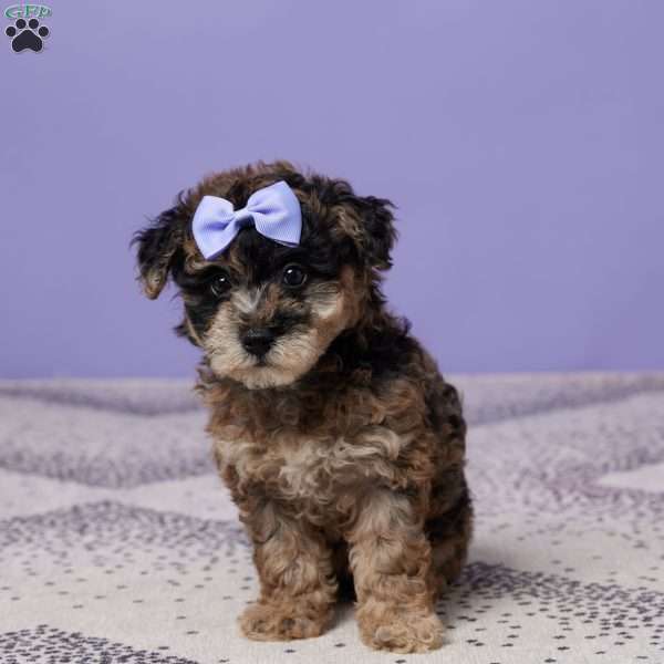 Rosie, Miniature Poodle Puppy